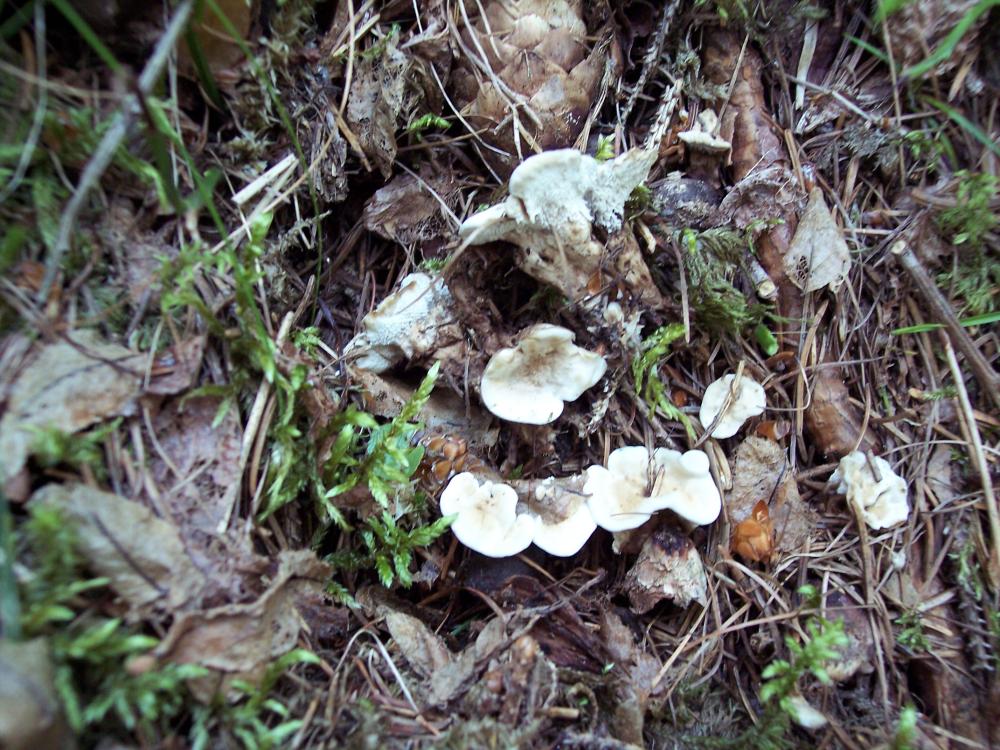 Finalmente funghi in valle (aosta)